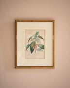 Vintage floral prints (set of 3)